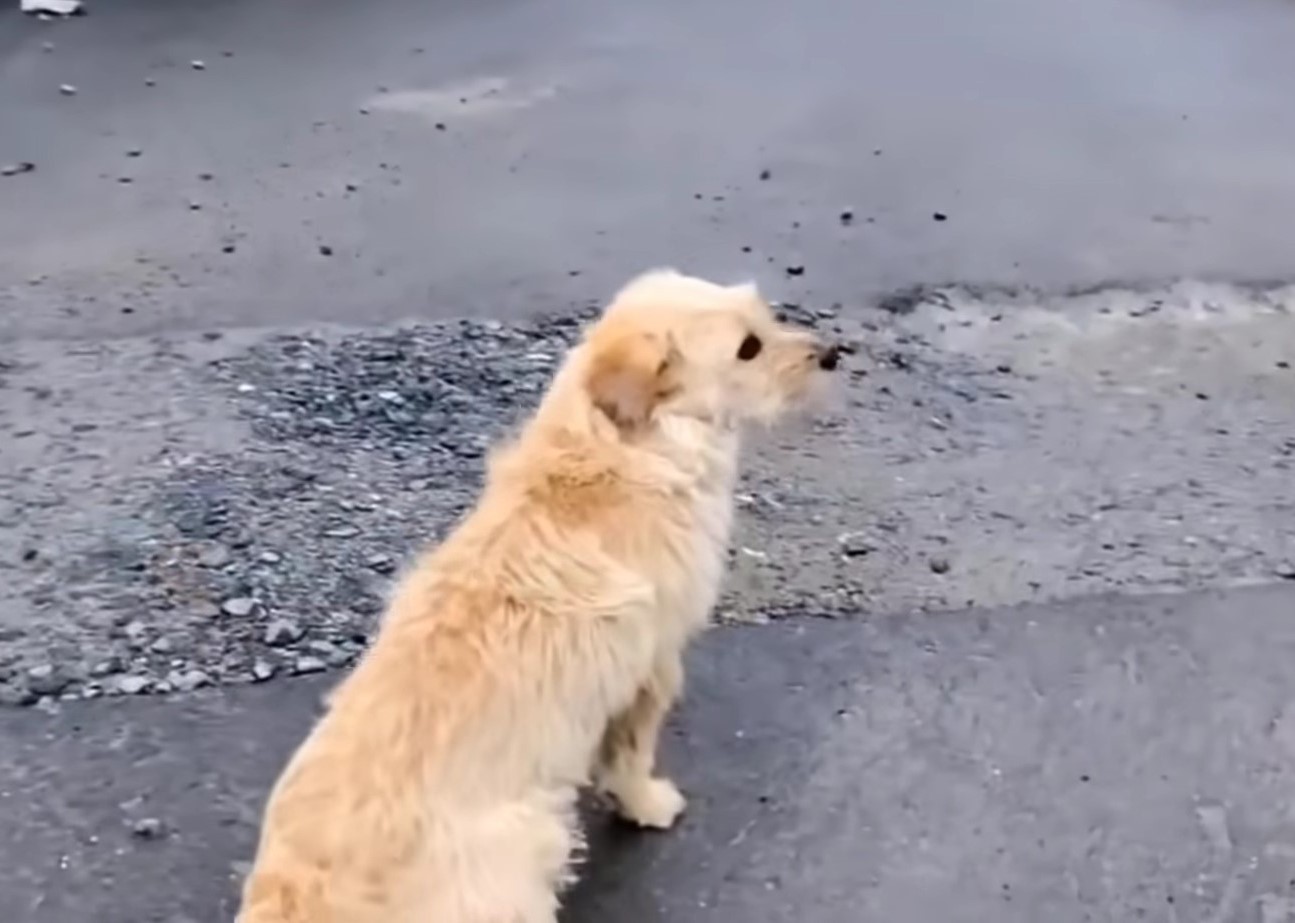 dog standing on the road alone