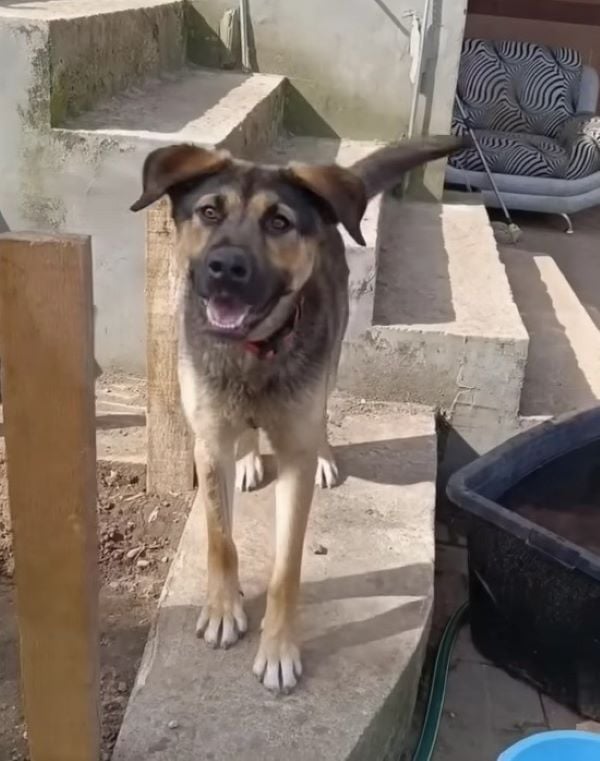 dog standing outdoor by the stairs