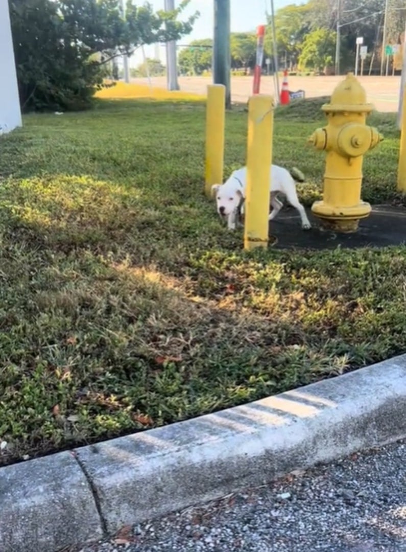 dog tied to a pole