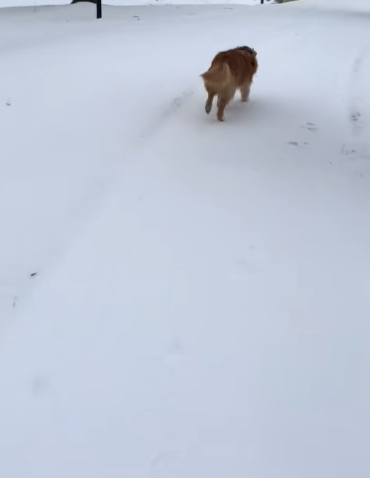 dog walking on snow