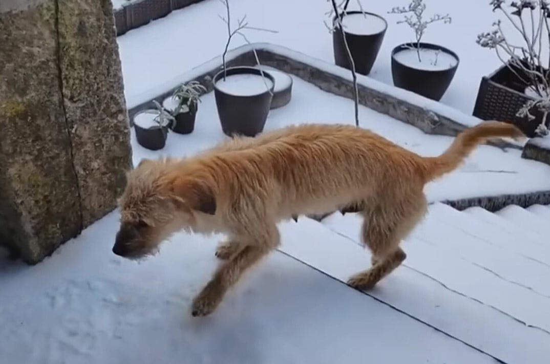 dog walking on the snowy stairs