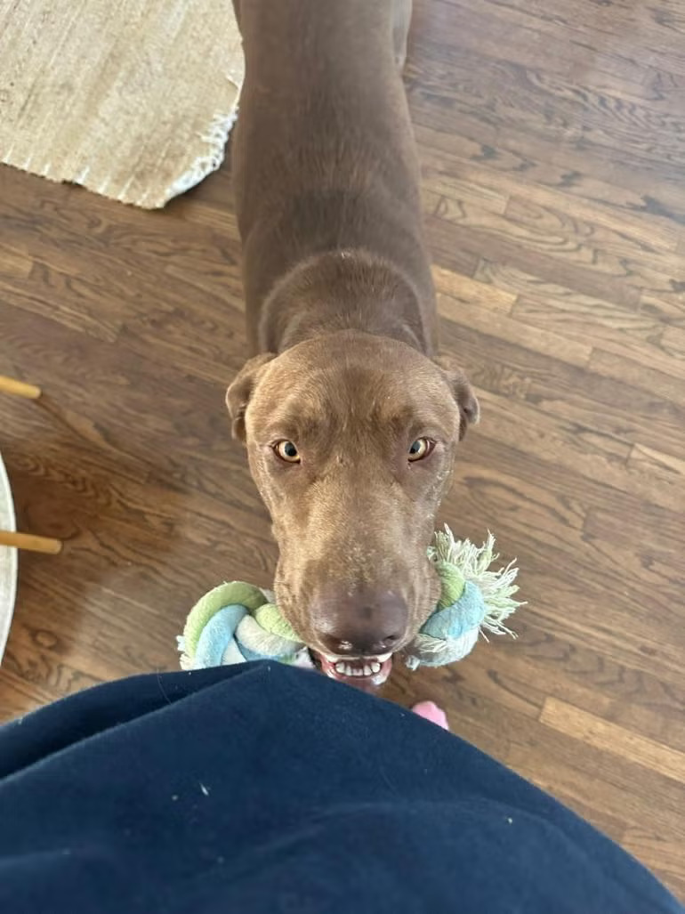 dog with a rope in its mouth