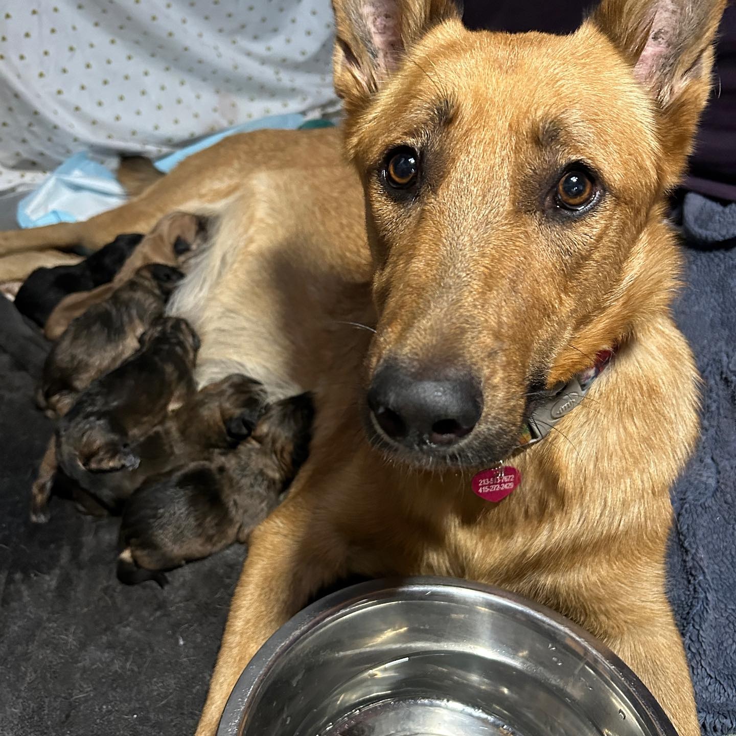 dog with bowl