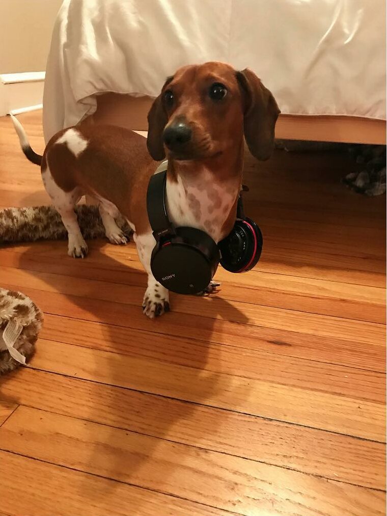 dog with headphones