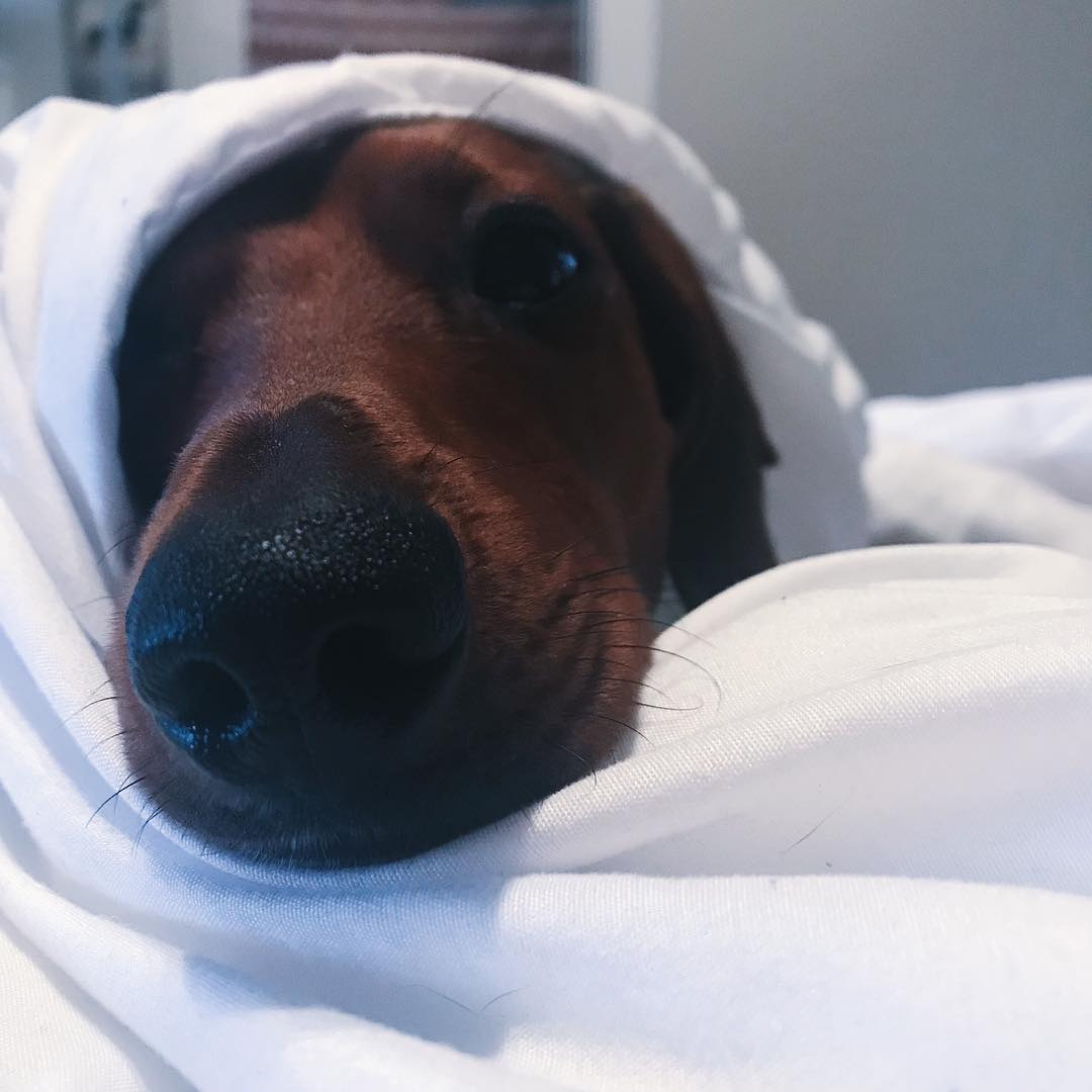 dog wrapped into the sheet