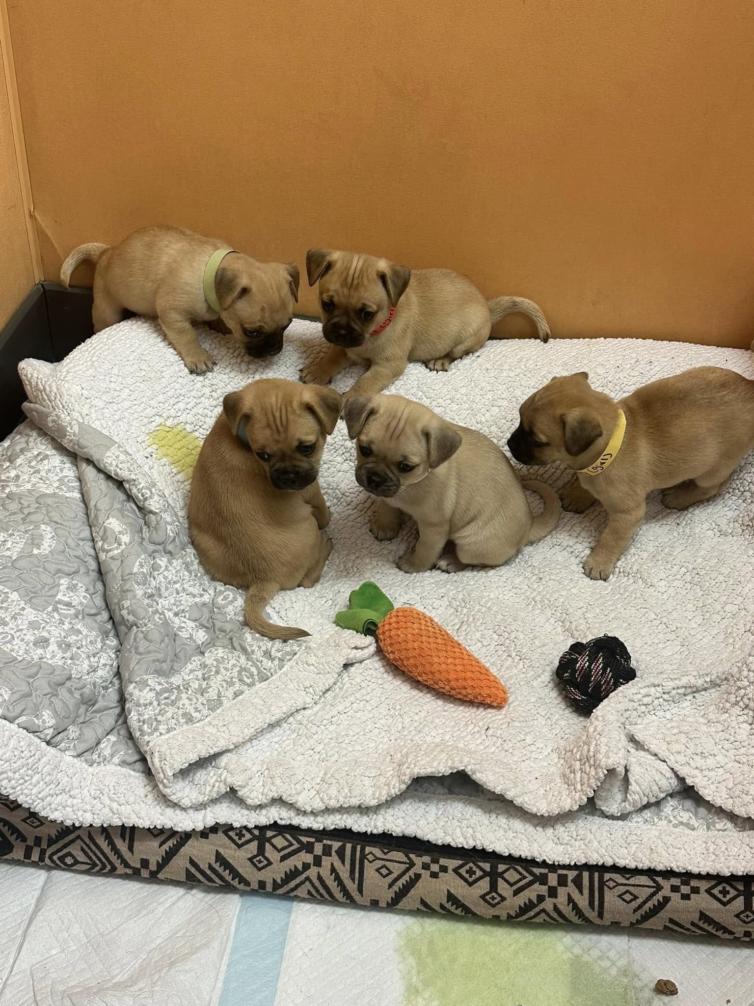 five cute pugs