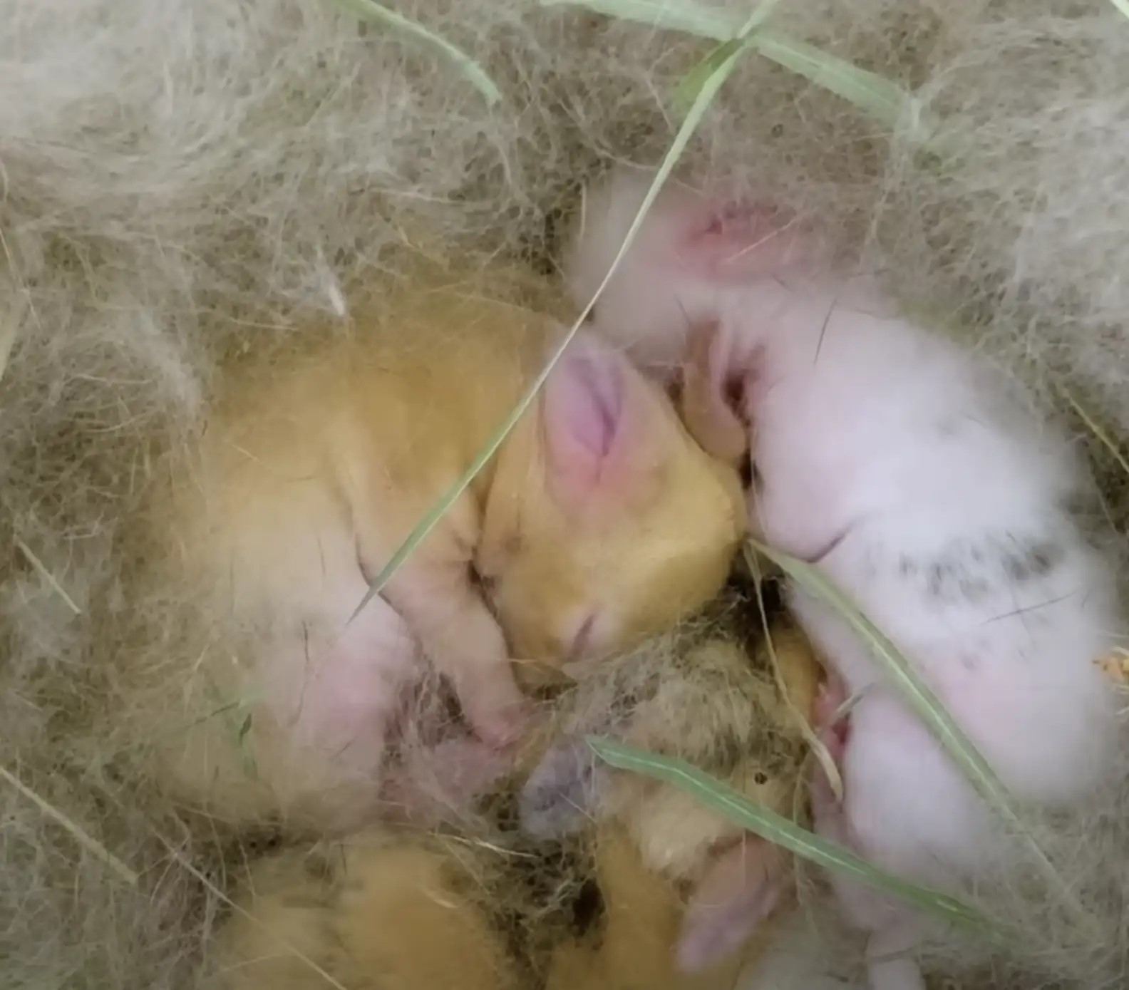 four newly born kittens