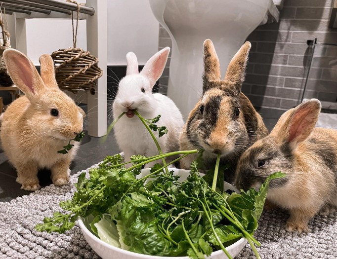 four rabbits are eating from a white bowl