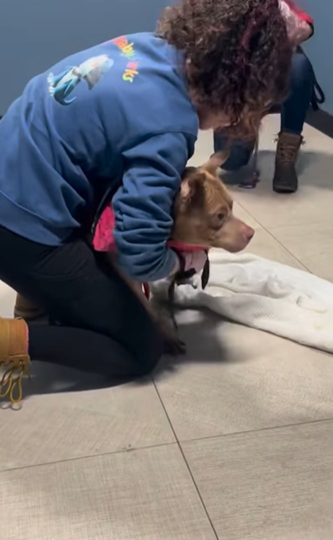 girl in arms with pit bull