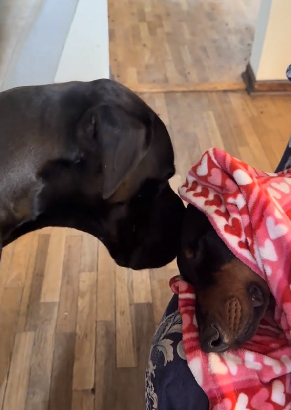 great dane checking on his brother