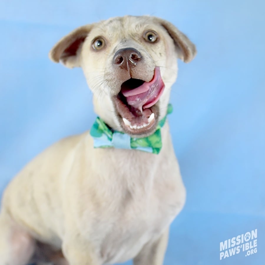 happy dog with bow tie