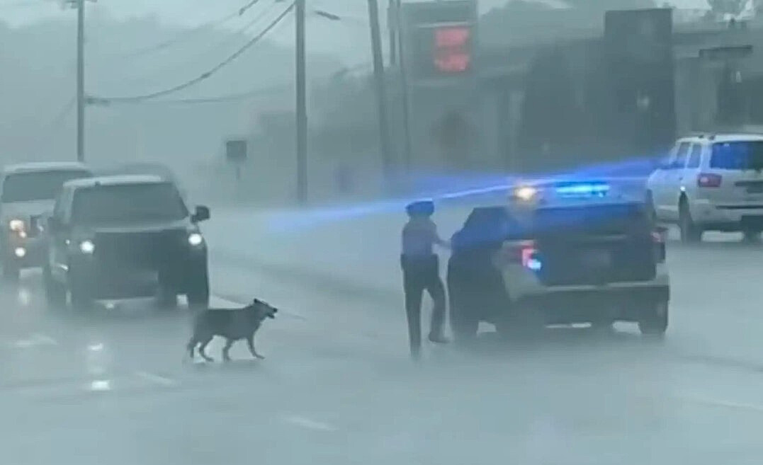 A Police Officer Was Shocked To Find A Lonely Dog Wandering Onto A Busy ...