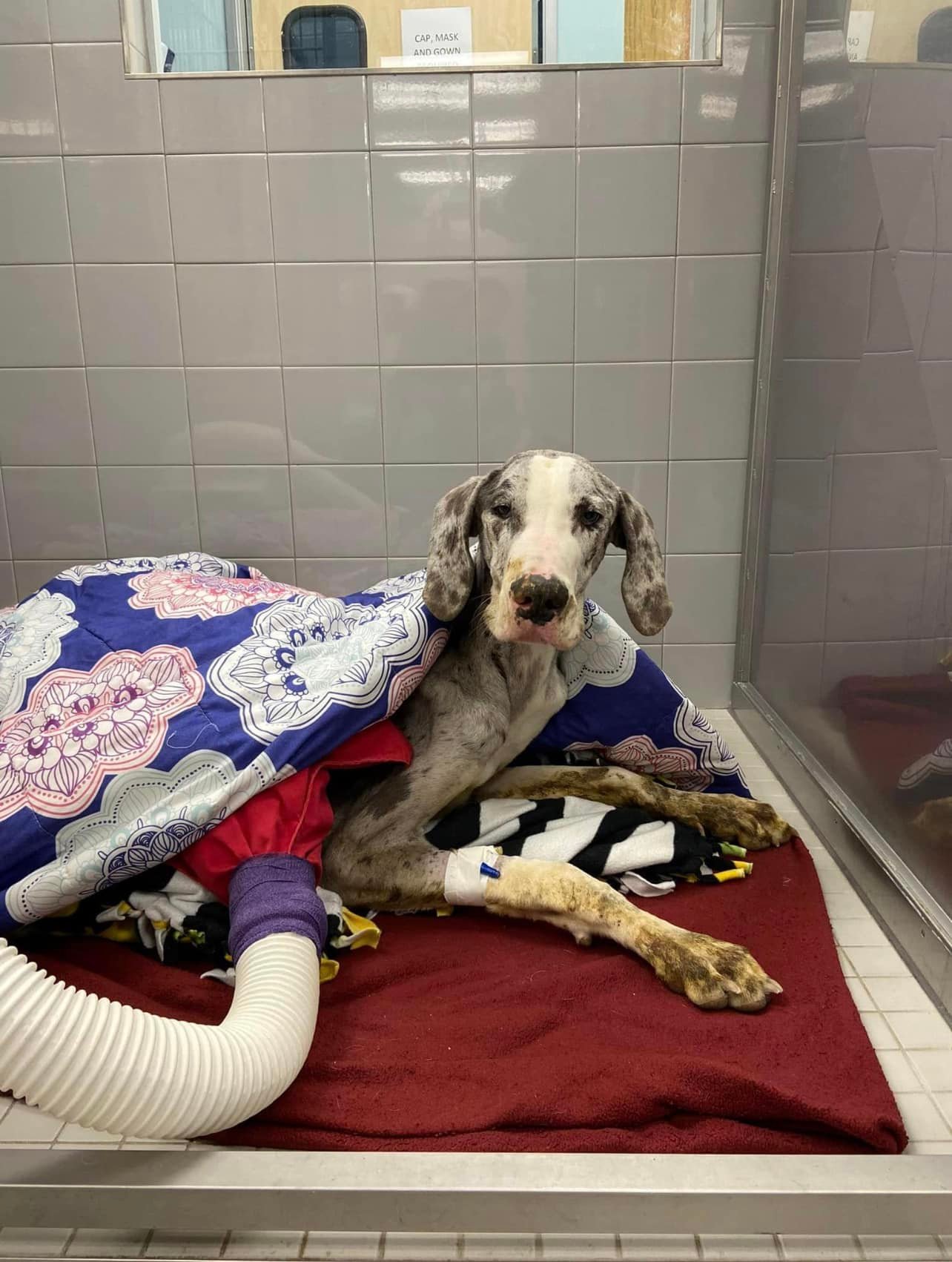 malnourished Great Dane lies covered with a quilt