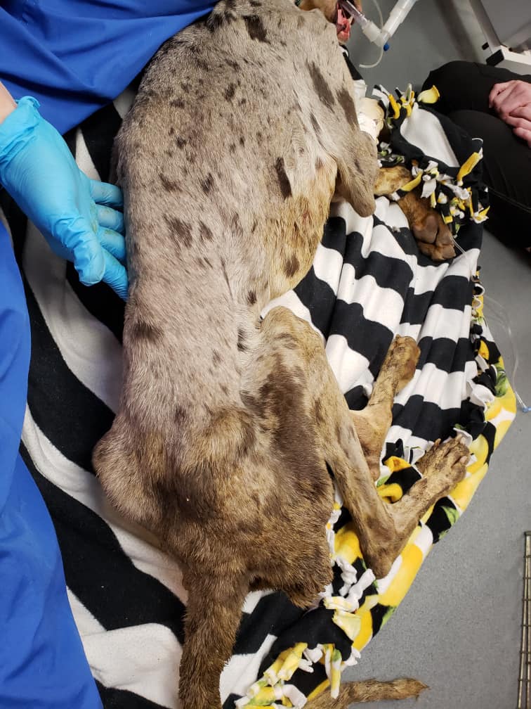 malnourished Great Dane on infusion