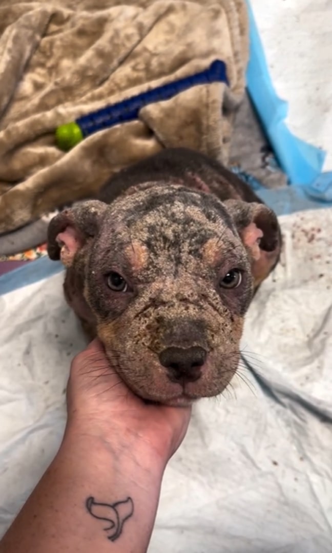 man holding puppy's head