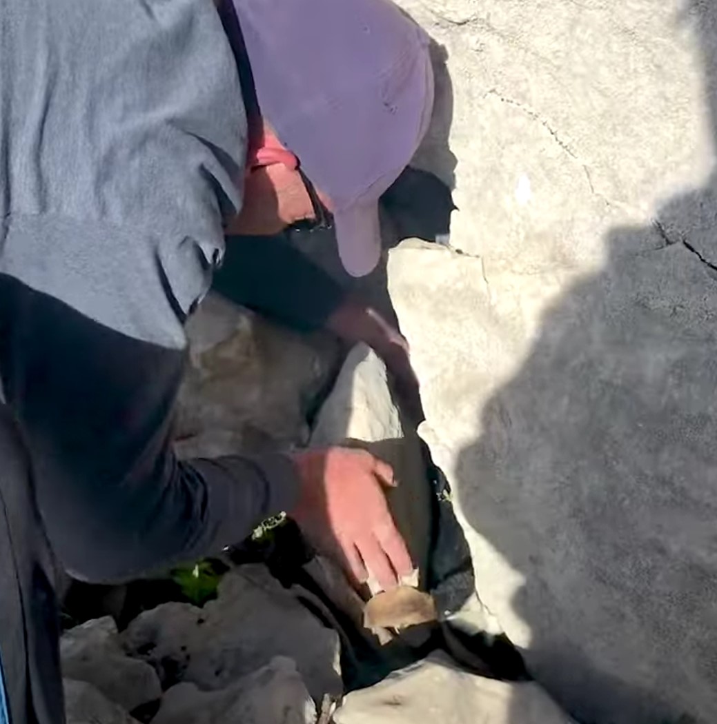 man saving a goat