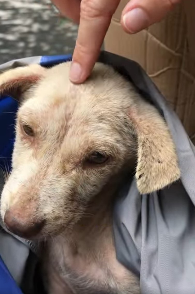 man touching abandoned dog