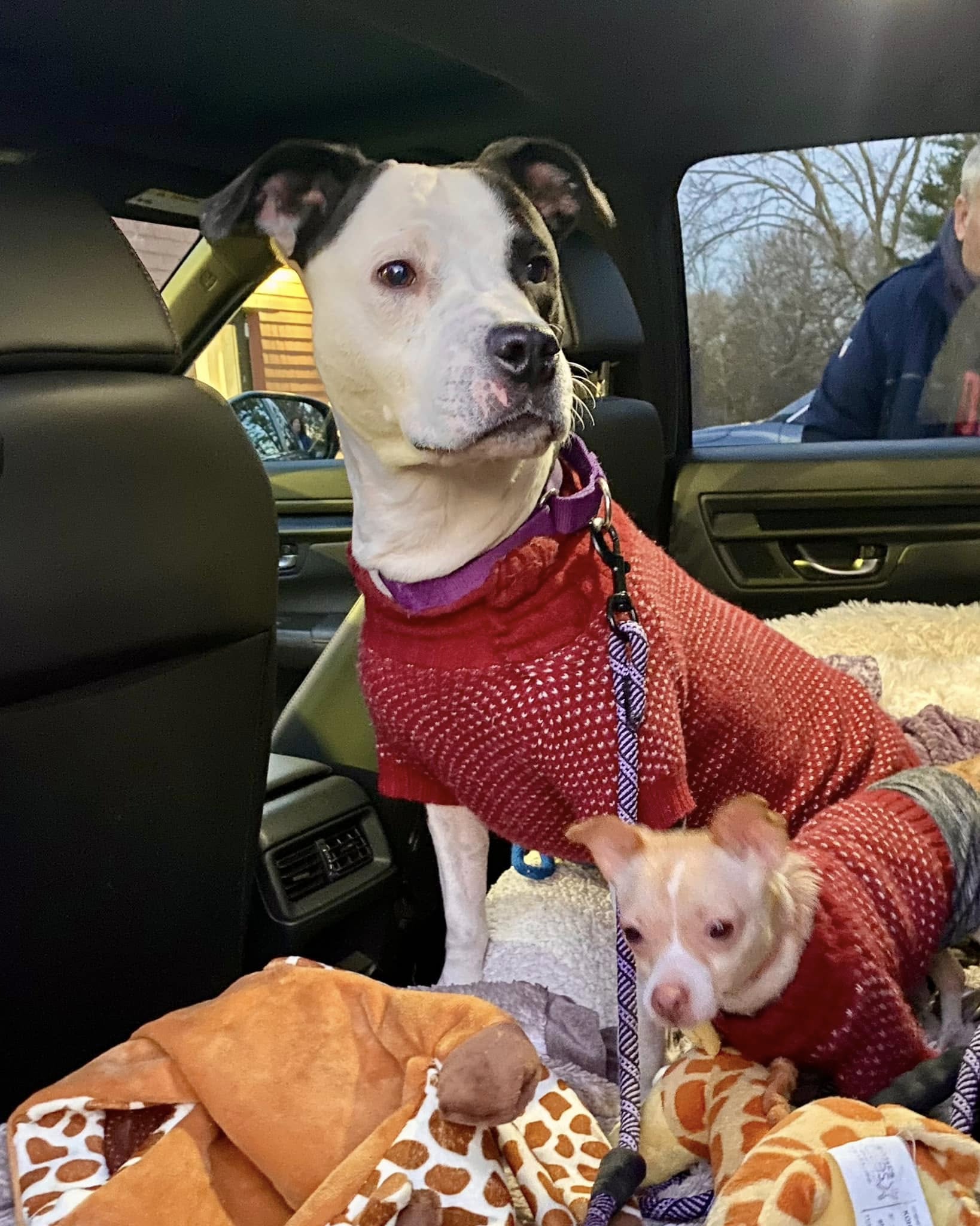 mom dog and puppy in the car