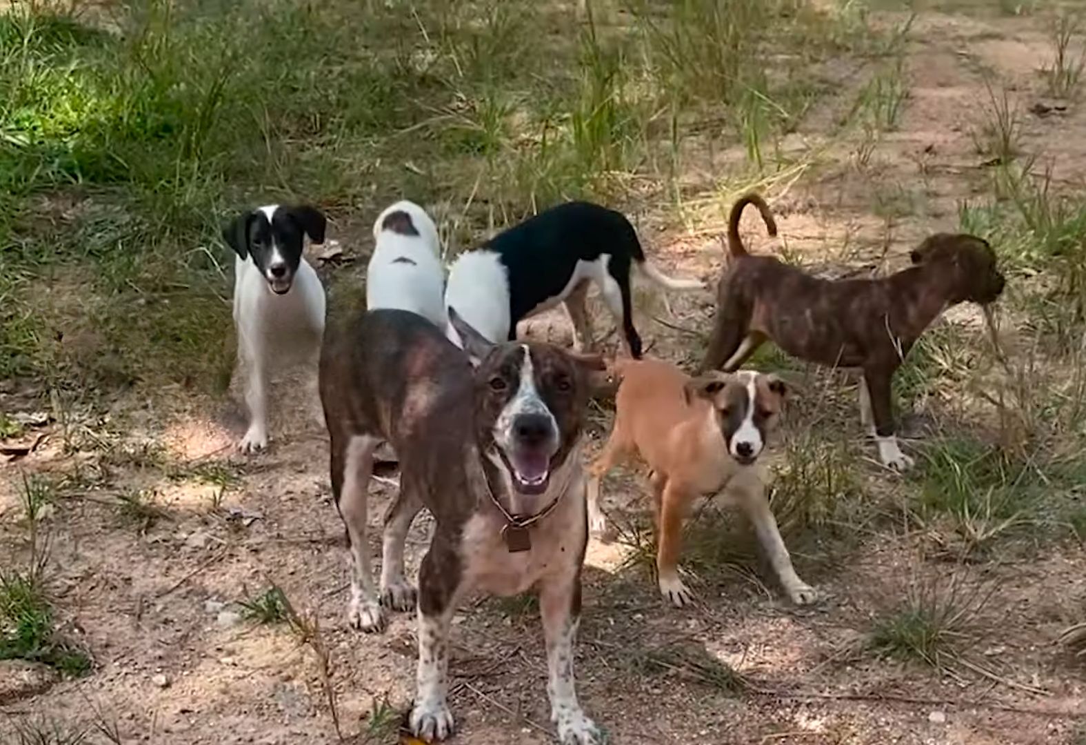 mom dog with her puppies