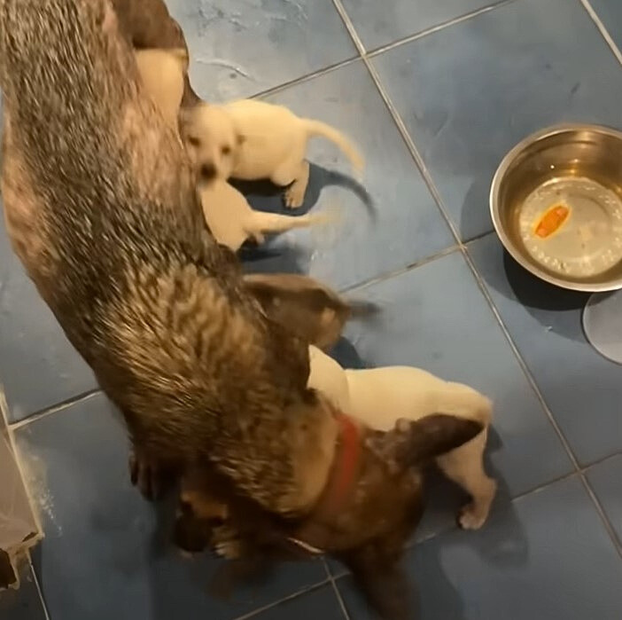 mother dog and puppies