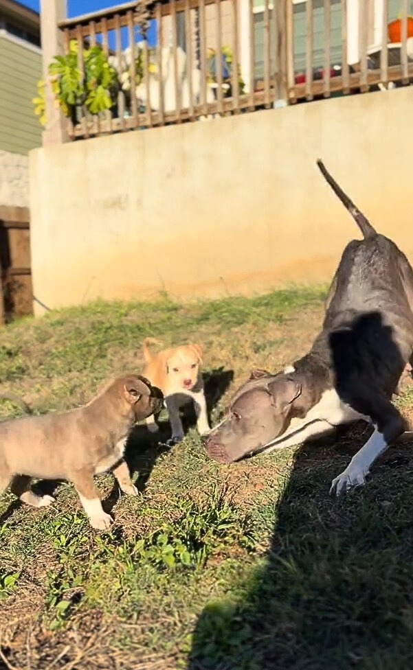 mother dog and two puppies