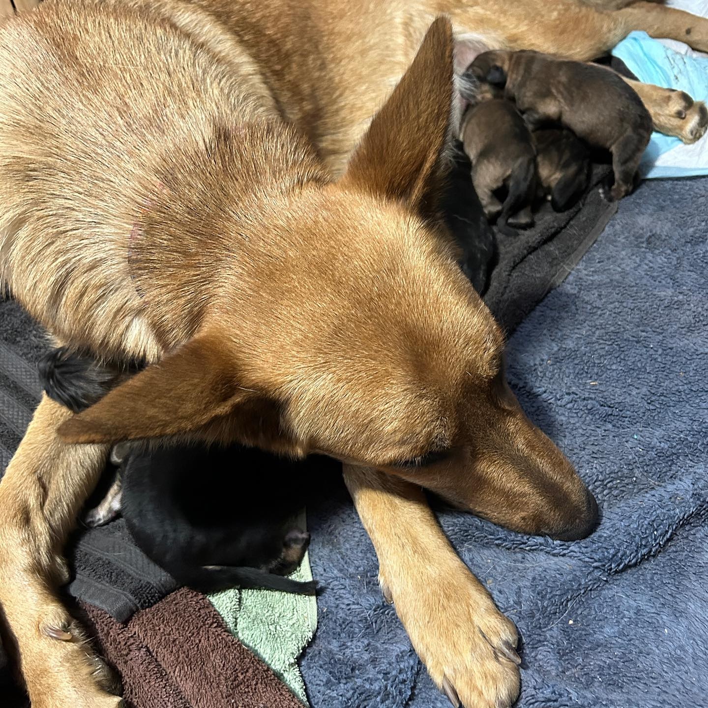 mother dog feeding puppies