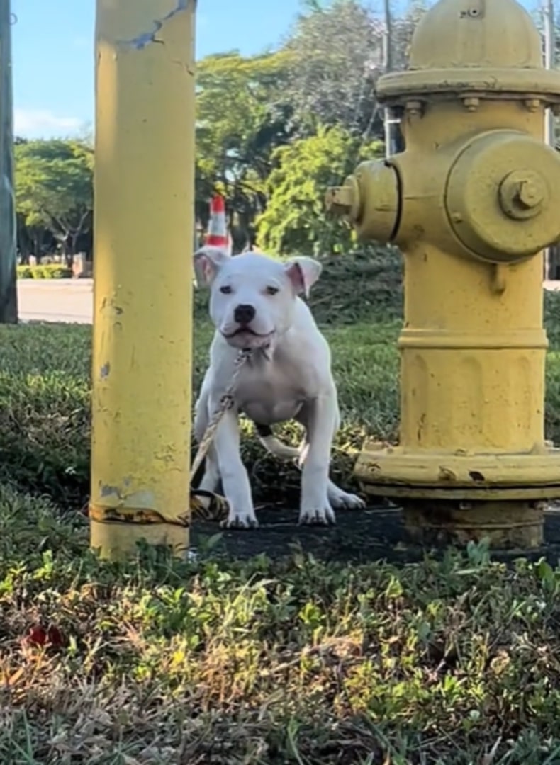 photo of a dog tied to a pole