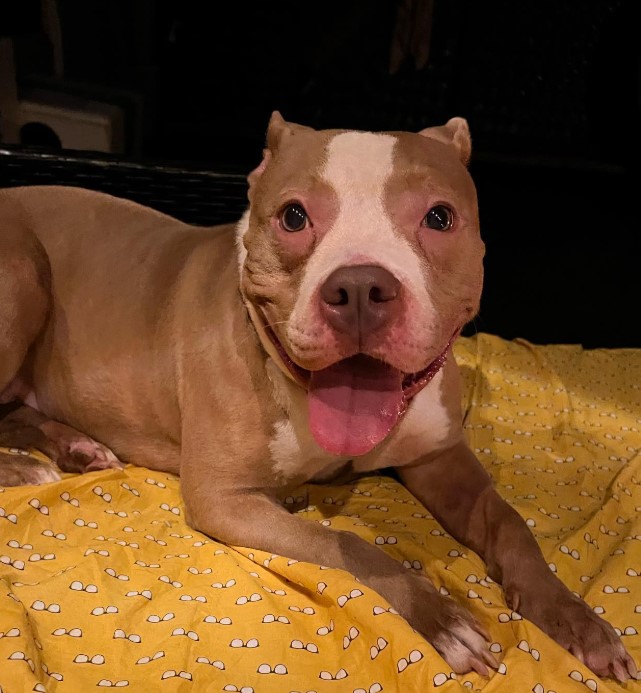 pit bull lies on a yellow quilt