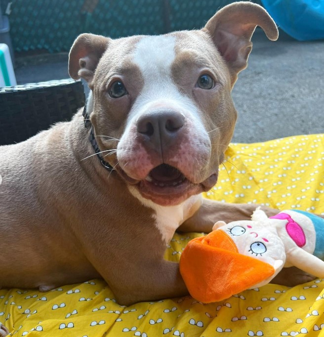 pit bull with a stuffed toy