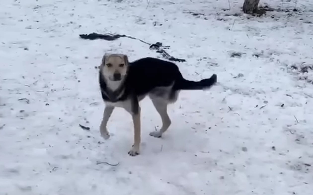 playful dog in the snow