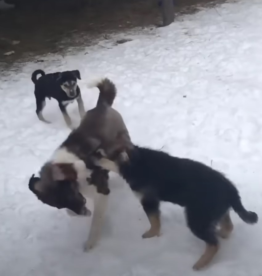 playful dogs in the snow