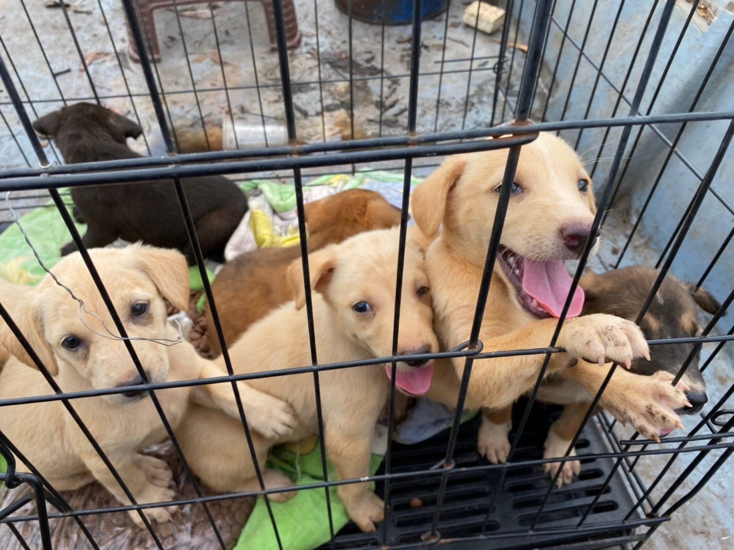 playful puppies in a cage