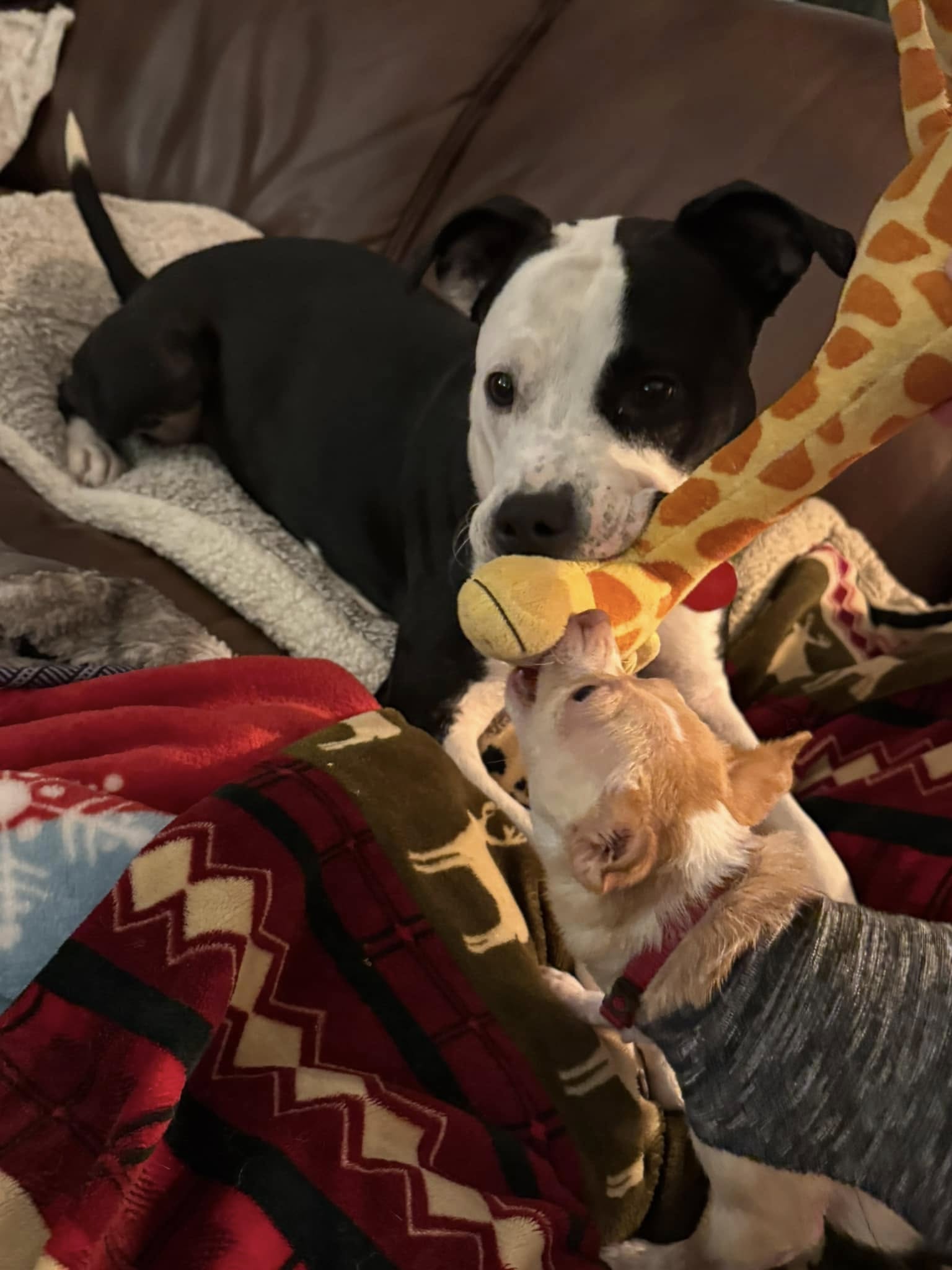 playful puppy next to mommy dog