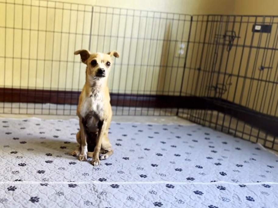 portrait of a chihuahua sitting on a carpet