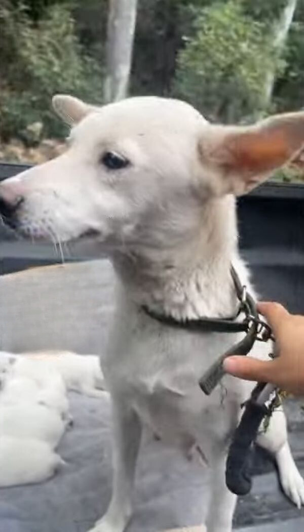 portrait of a white dog