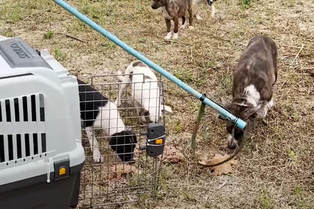 puppies eat food next to the cage