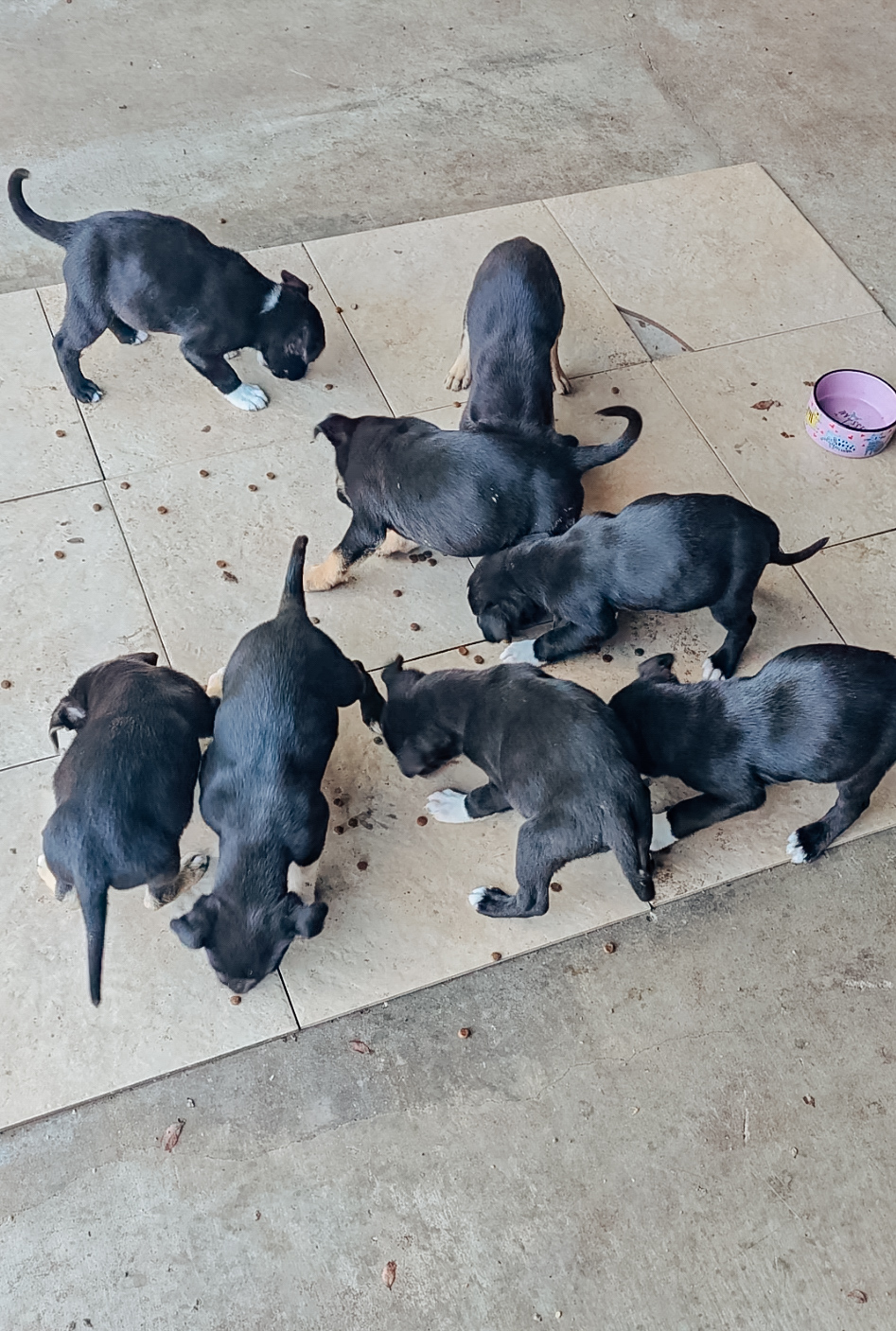 puppies eating