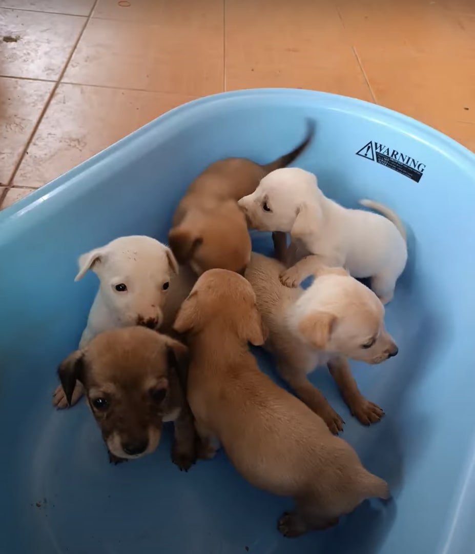 puppies in a blue tub