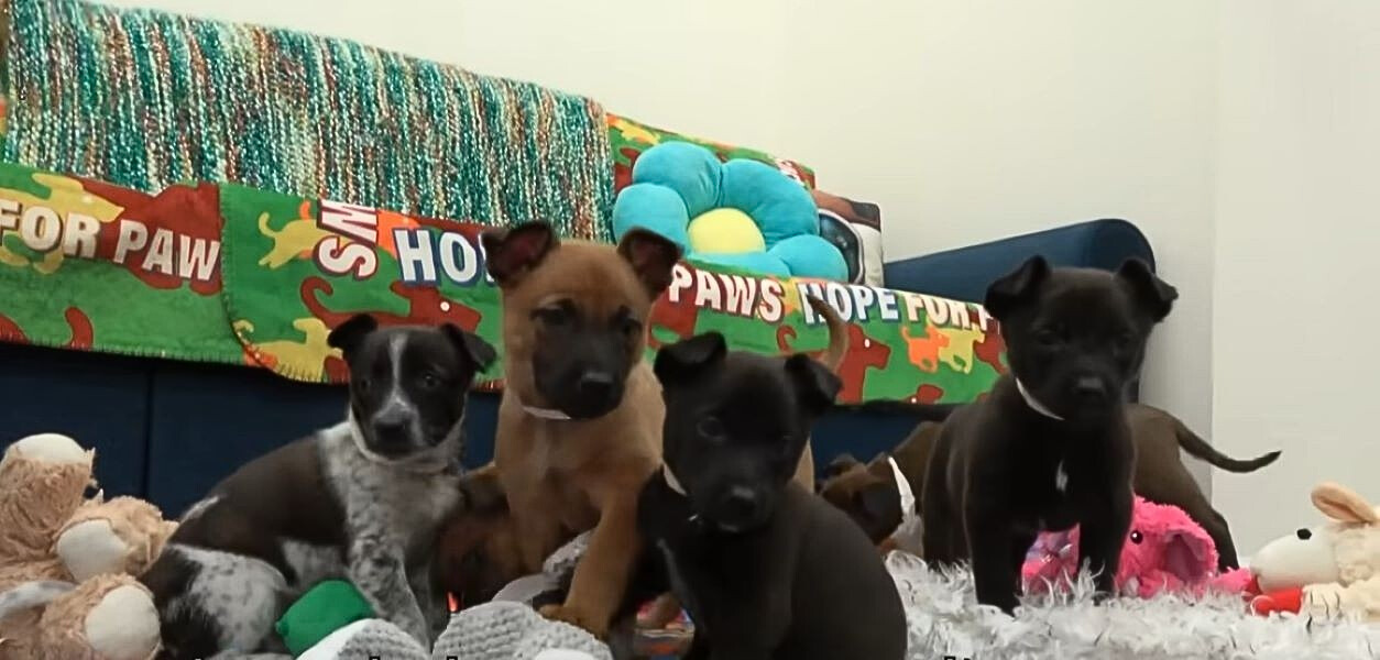 puppies in a house with stuffed toys