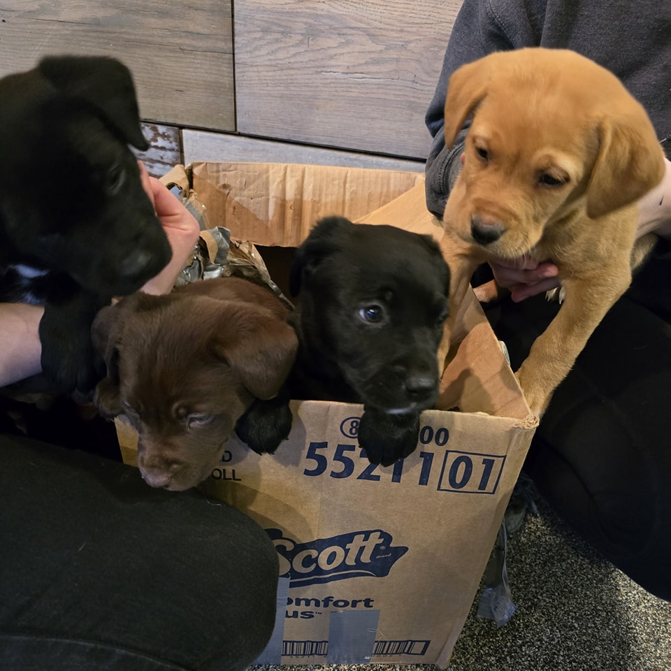 puppies in box