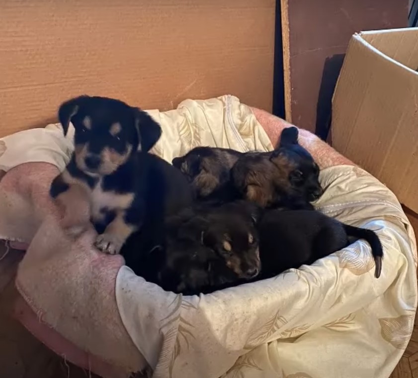 puppies lying together on a bunch