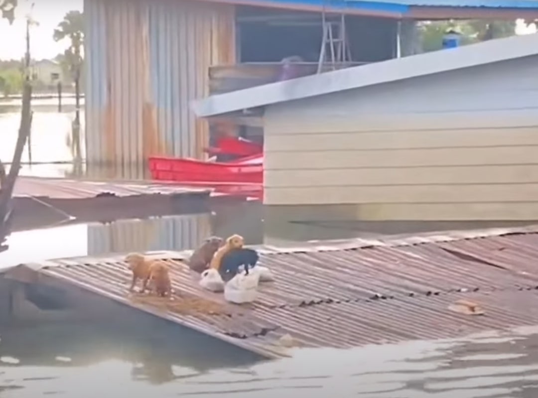 puppies on the roof after the floods