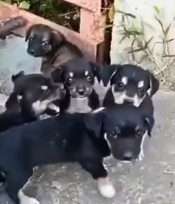 puppies outdoor standing