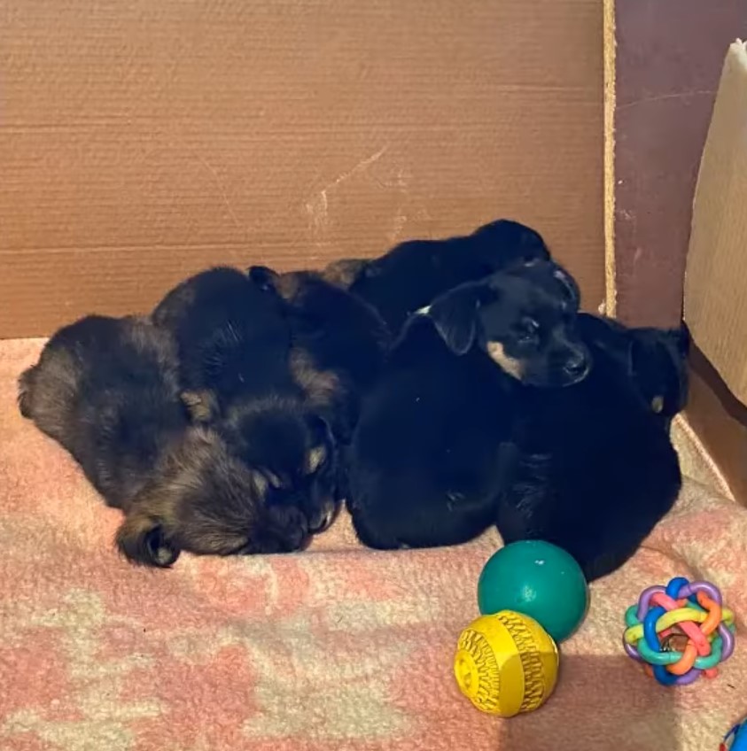 puppies sleeping on a bunch