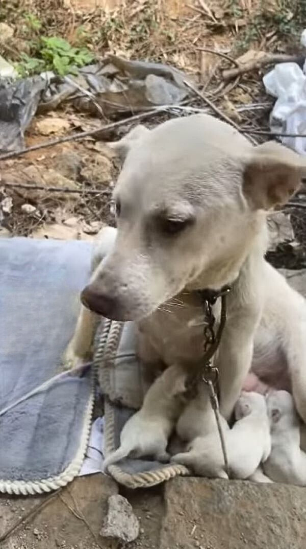 puppies suckle mother dog