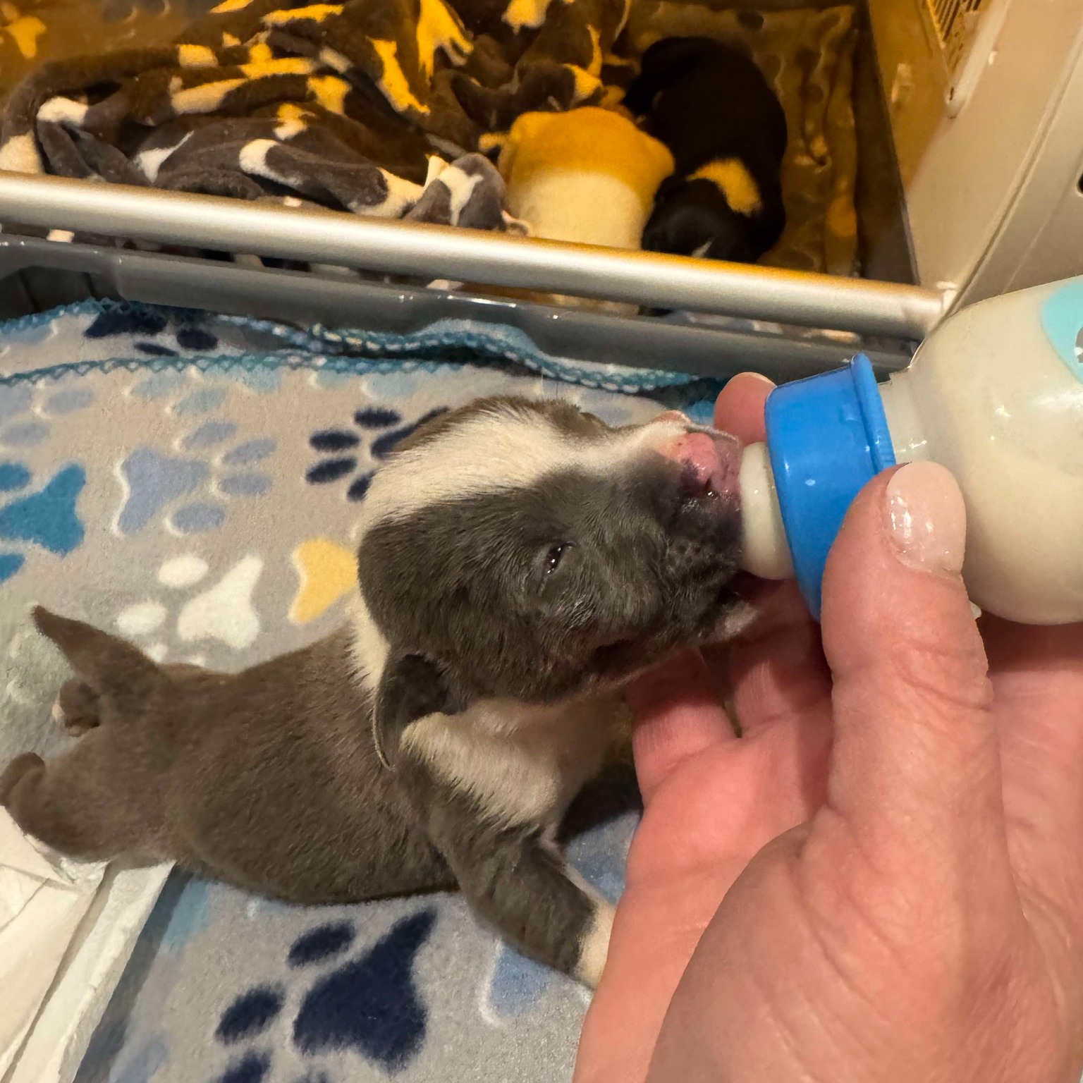 puppy drinking a milk