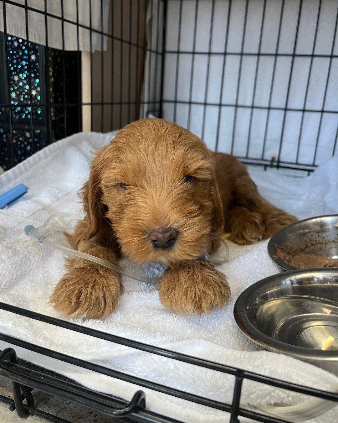 puppy in a kennel