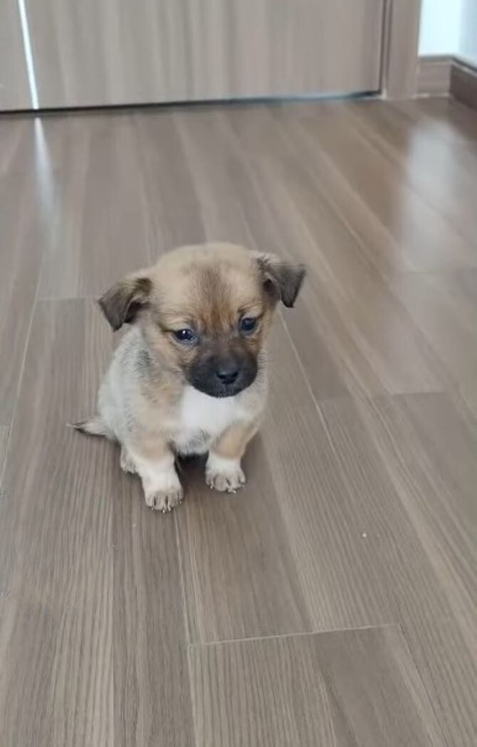 puppy indoors