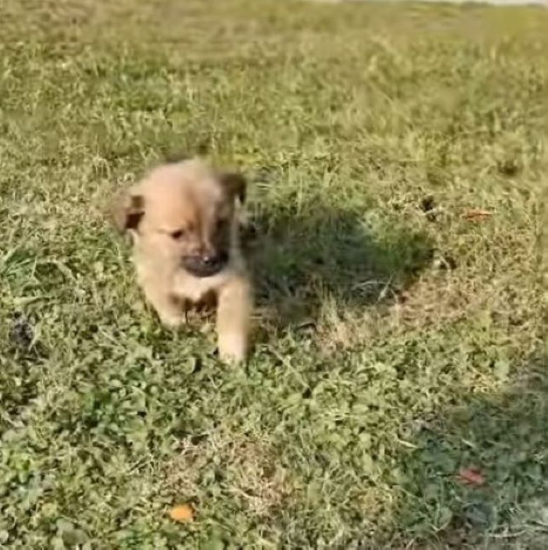 puppy on grass