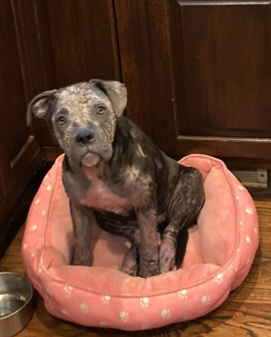 puppy sitting on a pink pillow